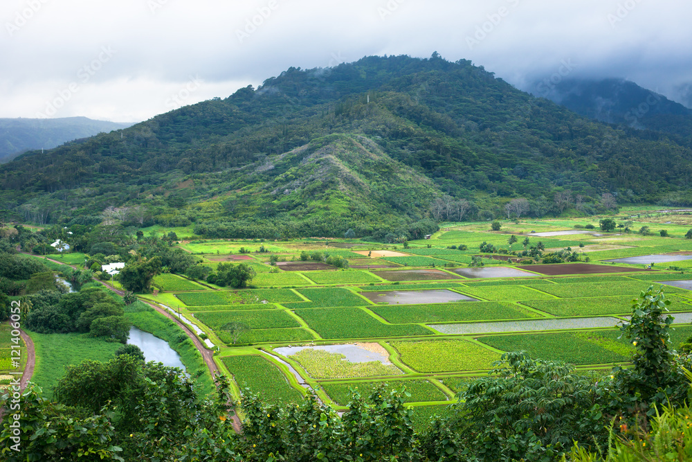 Taro farm fields in Hanalei Valley, Kauai, Hawaii