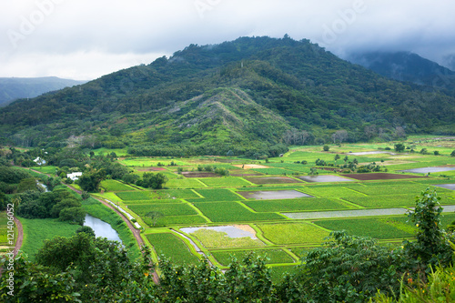 Taro farm fields in Hanalei Valley, Kauai, Hawaii