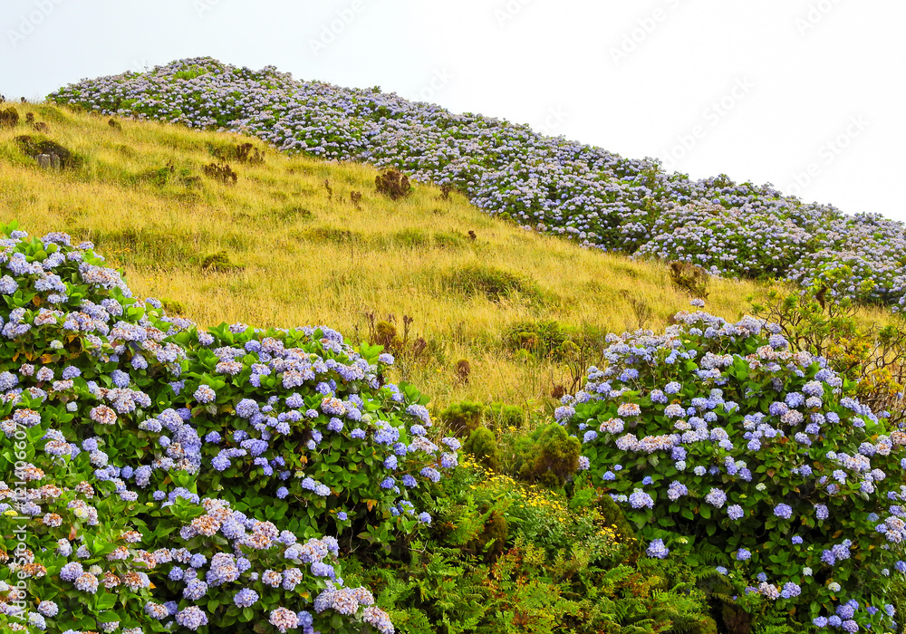 Obraz premium Azores landscape with flowers: French Hydrangea (Hydrangea macrophylla)