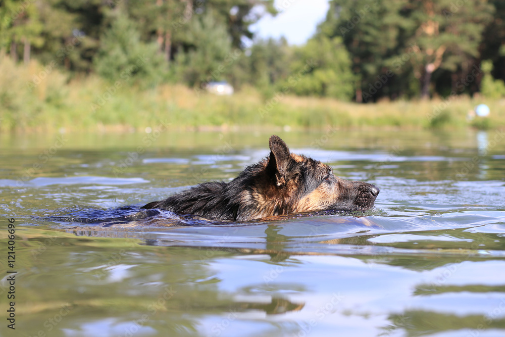Fototapeta premium German shepherd swims in the water in summer day