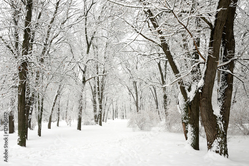Snow-covered trees in winter park