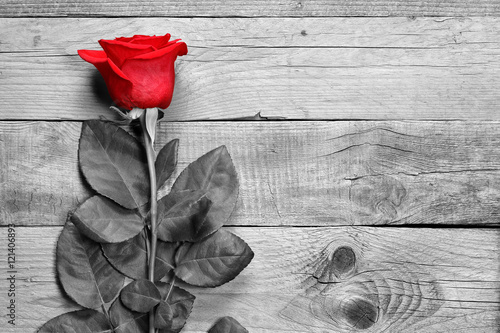 Czerwona róża na czarno-białym drewnie