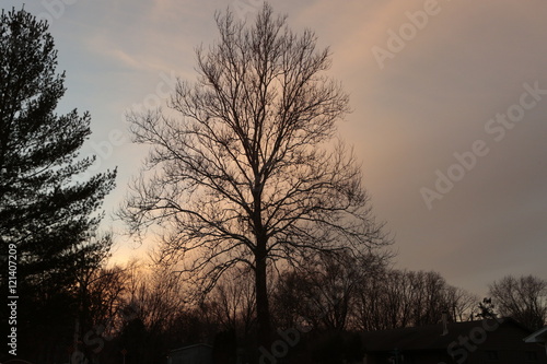 Winter Tree 01