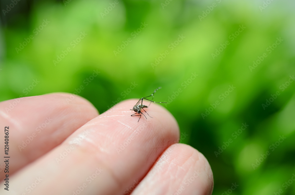 Aedes aegypti mosquito on finger with blurry green background