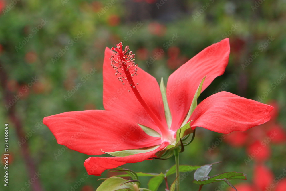 flowers,plants flowers,plants