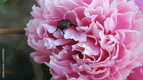 By red flower the peony is crawling chafer. Green insect beetle. 