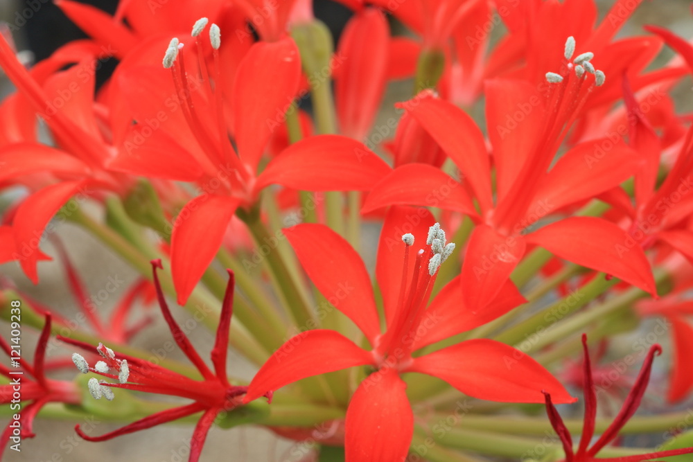 Fototapeta premium flowers,plants