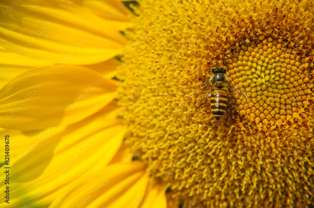 Sunflower and bee closeup background and texture
Sunflower and bee closeup background and texture