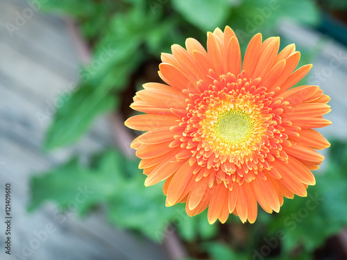 Orange gerbera flower agaisnt green blurred background