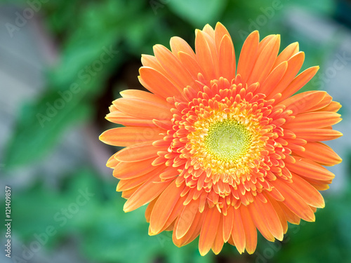 Orange gerbera flower agaisnt green blurred background