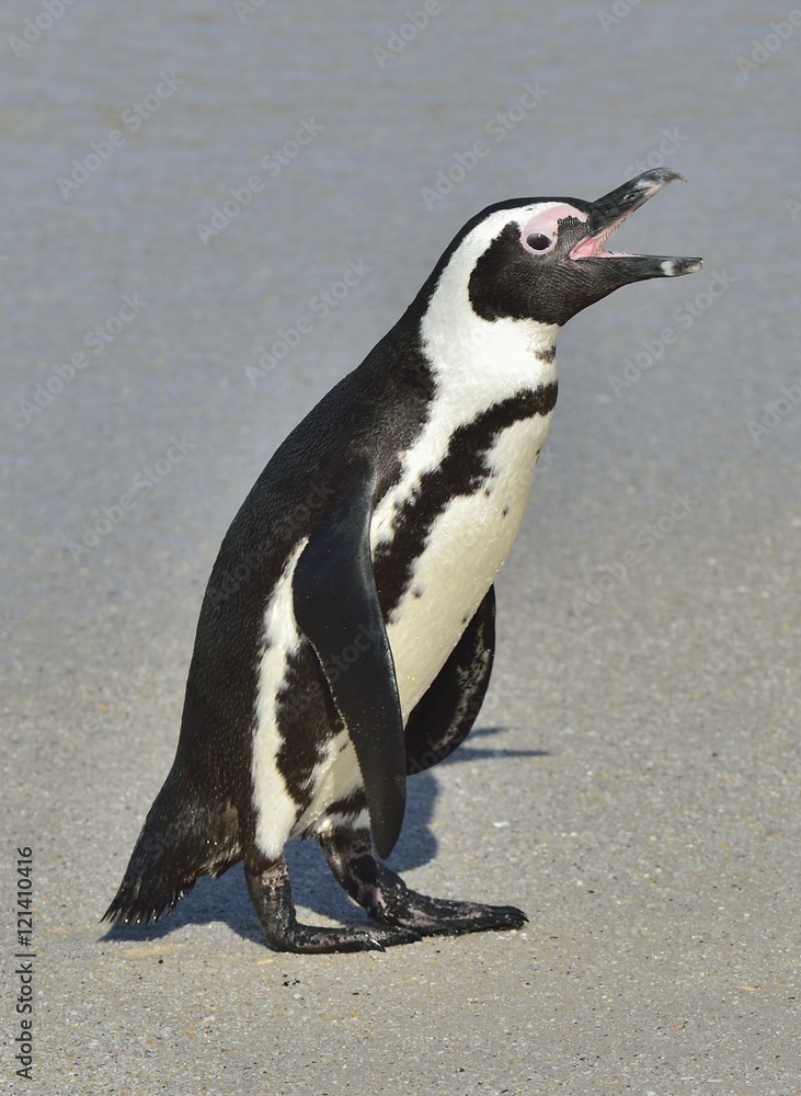 Obraz premium African penguins walk out of the ocean on the sandy beach. African penguin ( Spheniscus demersus) also known as the jackass penguin and black-footed penguin. Boulders colony. Cape Town. South Africa
