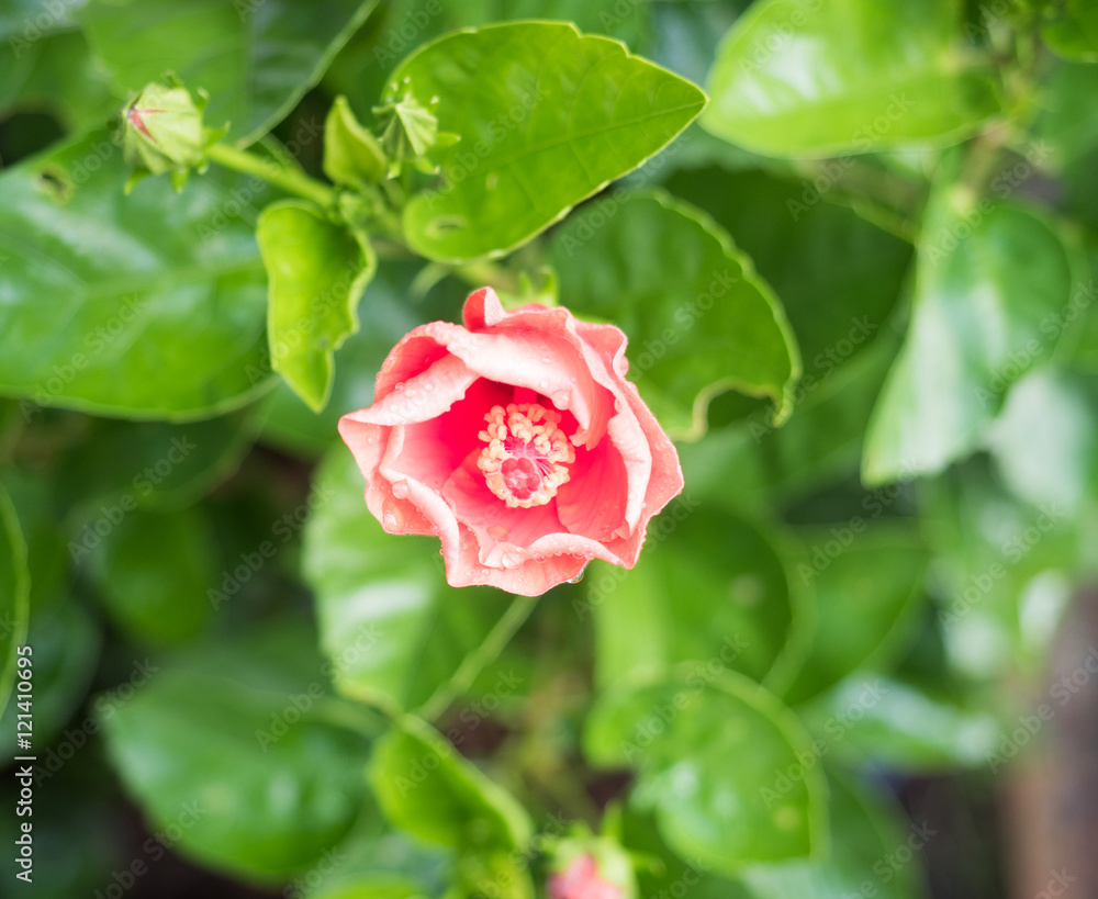 Desert rose flower, Mock Azalea in national garden Desert rose flower, Mock Azalea in national garden