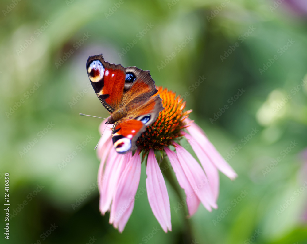 Butterfly ( Vanessa atalanta ) feeding on flower ( Echinacea purpurea )/Vivid dark butterfly admiral is sitting on large pink summer flower over green background. Butterfly on a purple coneflower