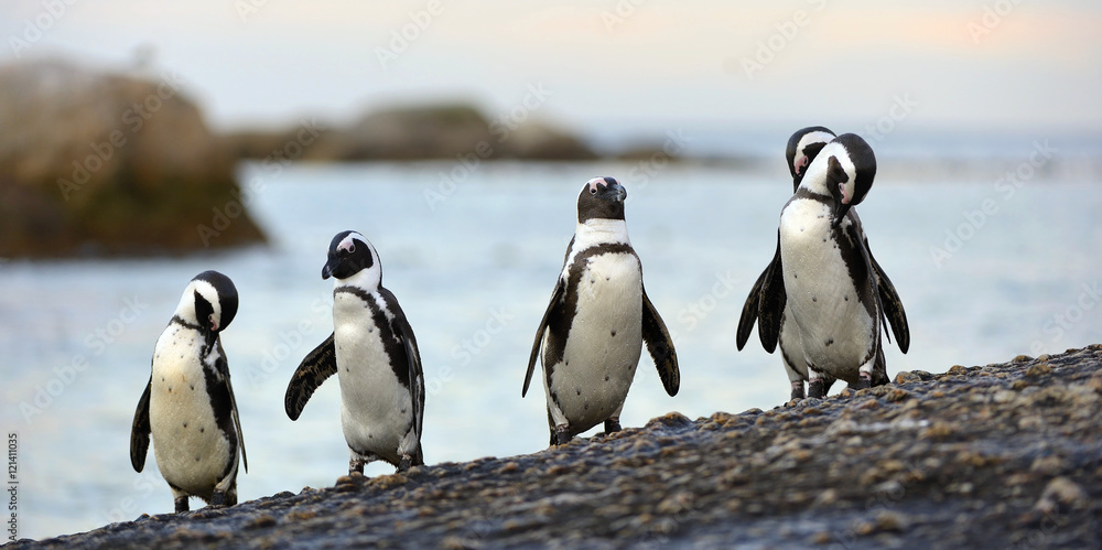 Obraz premium African penguins on the stony coast. African penguin ( Spheniscus demersus) also known as the jackass penguin and black-footed penguin. Boulders colony. Cape Town. South Africa