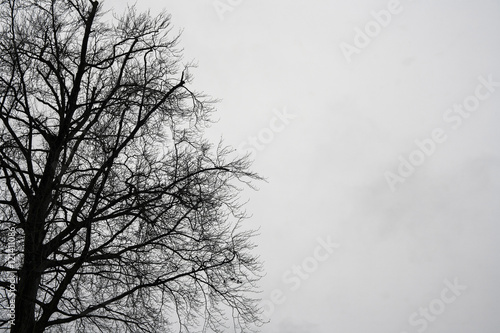 silhouette of black tree's shadow with white isolated background