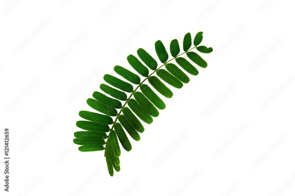 Tamarind leaf isolated on white background Tamarind leaf isolated on white background