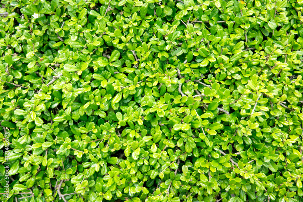green leaf background green leaf background