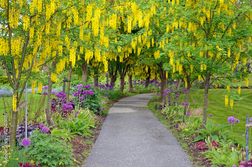 Garden park pathway under laburnum trees in spring photo