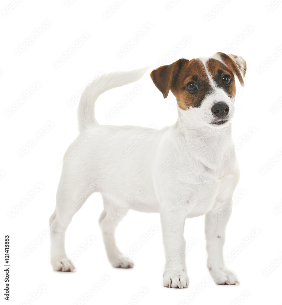 Cute Jack Russell terrier, isolated on white
