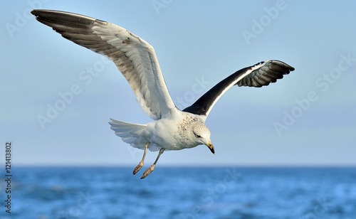 Flying Kelp gull (Larus dominicanus), also known as the Dominica © Uryadnikov Sergey