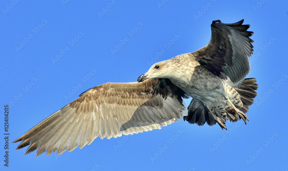 Obraz premium Flying Kelp gull (Larus dominicanus), also known as the Dominica