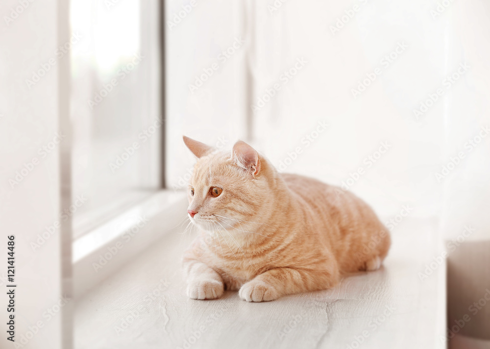 Cute cat on windowsill