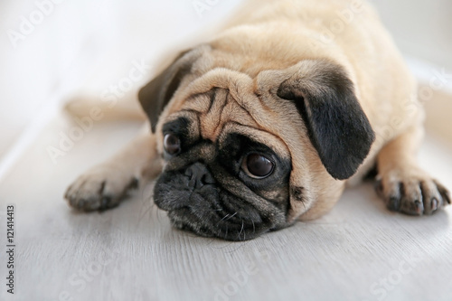 Pug dog lying on a windowsill © Africa Studio