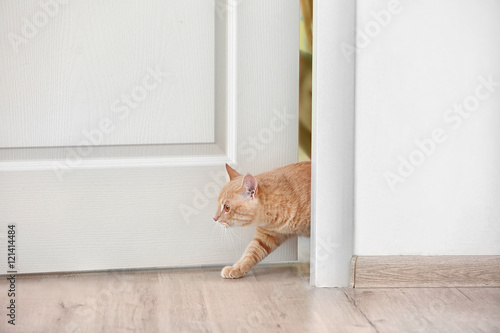 Ciekawy kot wchodzi do pokoju