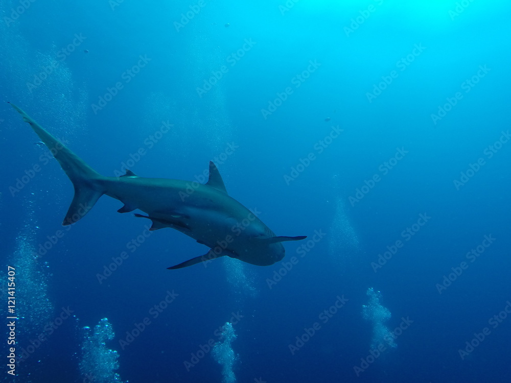Fototapeta premium tubarão e bolhas