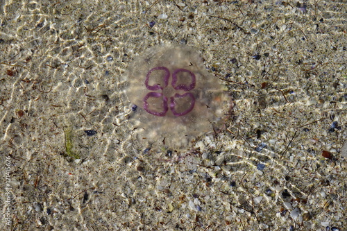 Purple jellyfish on a sand beach in the Lofoten Islands  Norway