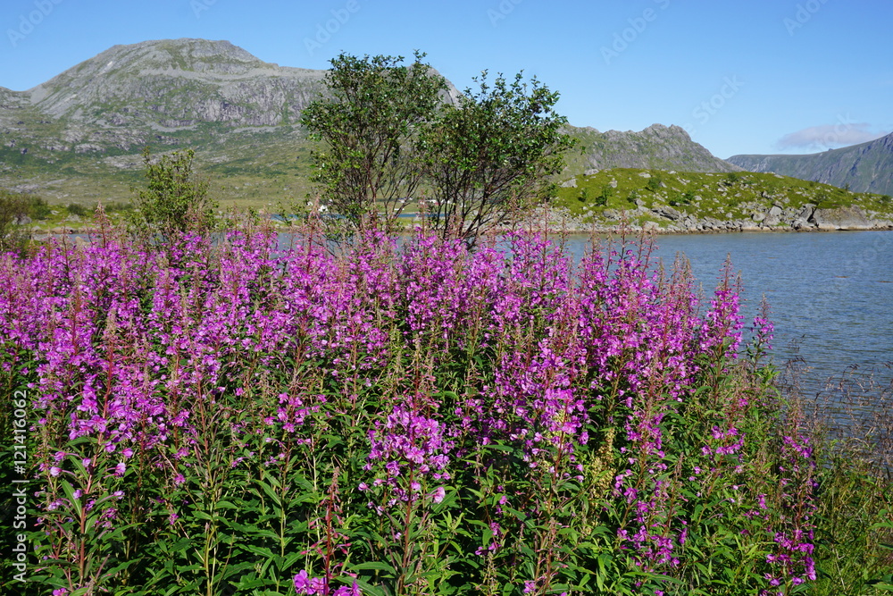 Landscape in the Lofoten Islands, Norway, with pink fireweed flowers in front Landscape in the Lofoten Islands, Norway, with pink fireweed flowers in front
