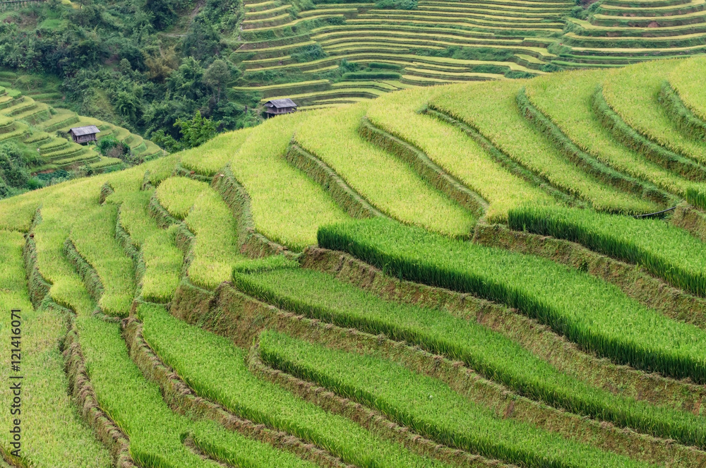 Terraced rice field in rice season in Sapa, Vietnam