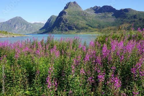 Landscape in the Lofoten Islands, Norway, with pink fireweed flowers in front © eqroy