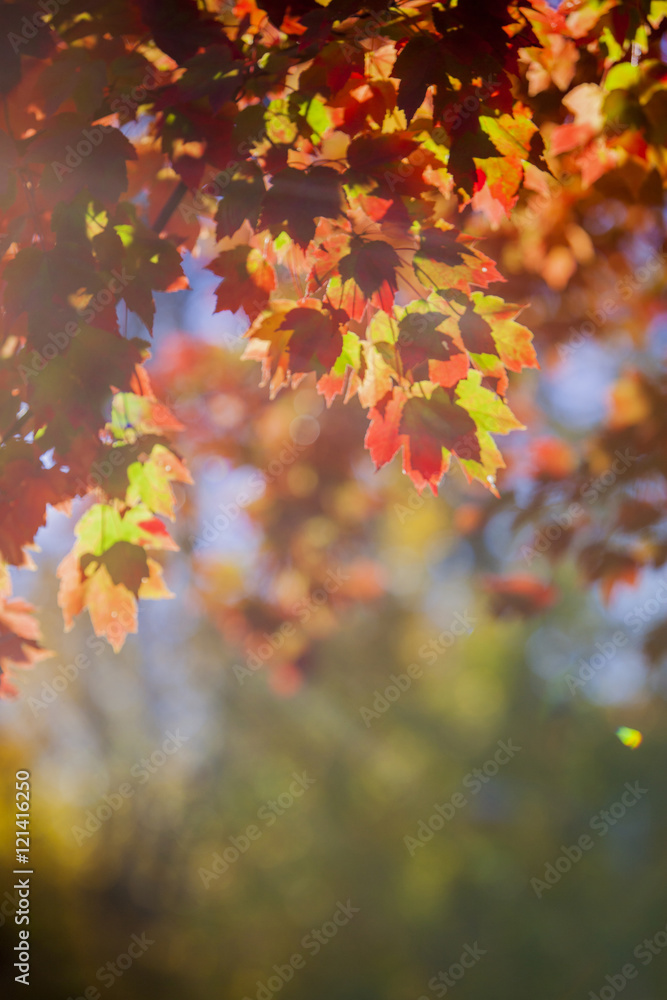 Abstract Fall leaves Background Abstract Fall leaves Background