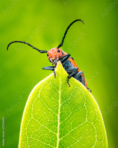 Milkweed Beetle photo