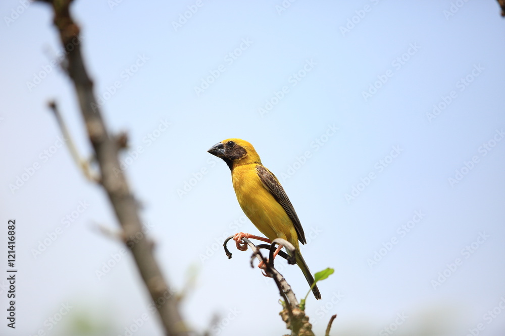 Naklejka premium Asian Golden weaver (Ploceus hypoxanthus) in Thailand