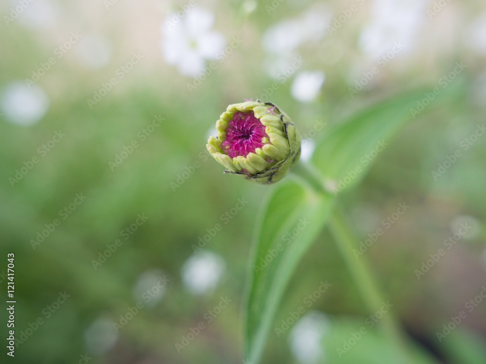 zinnia zinnia