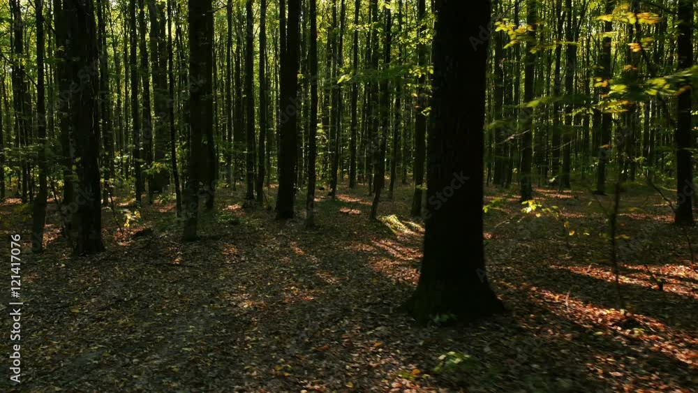4K. Autumn mysterious wood with beams of sun. Stedycam shot 4K. Autumn mysterious wood with beams of sun. Stedycam shot