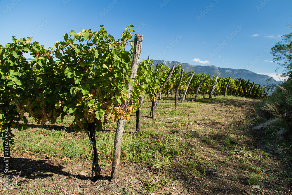 Fototapeta premium Vineyard with ripe white grapes