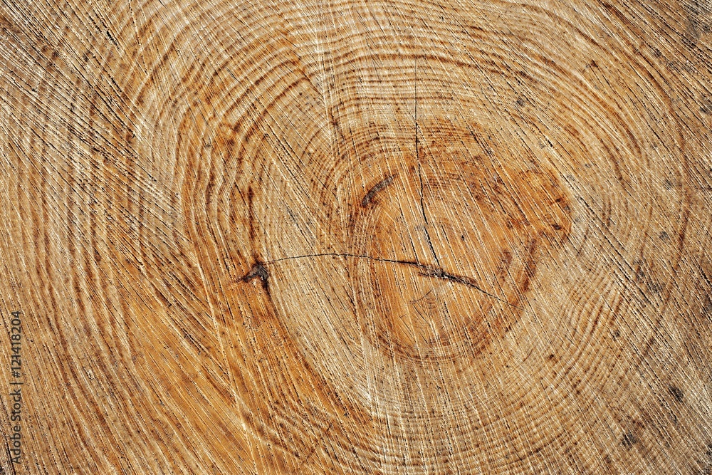 Fototapeta premium Tree trunk texture