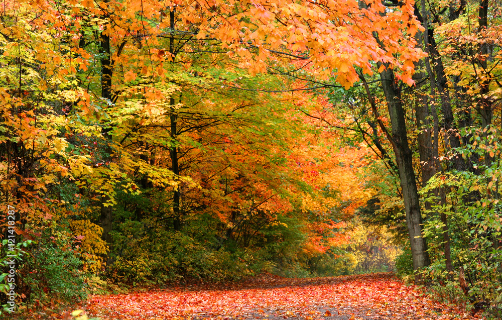 Obraz premium Fall trees by the road in rural Michigan 