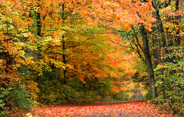 Fall trees by the road in rural Michigan 