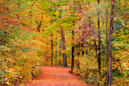 Trail through bright autumn trees