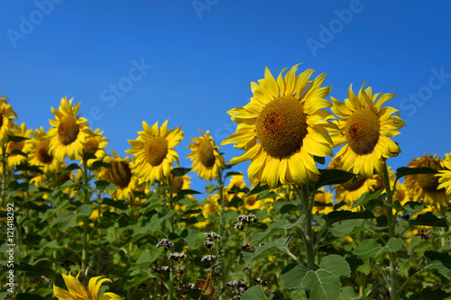 Sun flower farm against blue sky