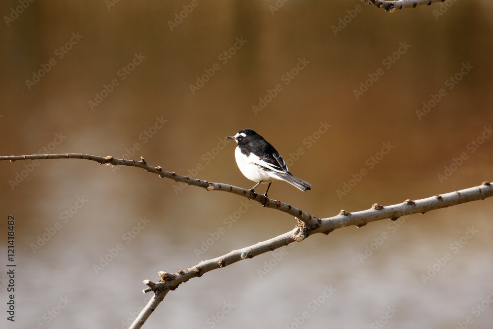 Obraz premium セキレイ