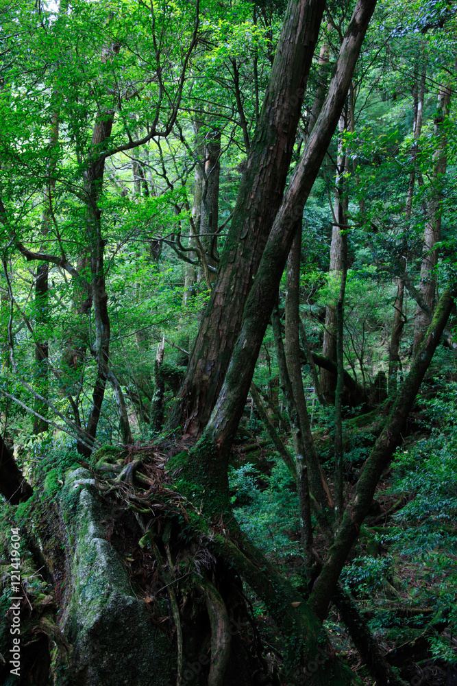 Obraz premium ヤクスギランド 