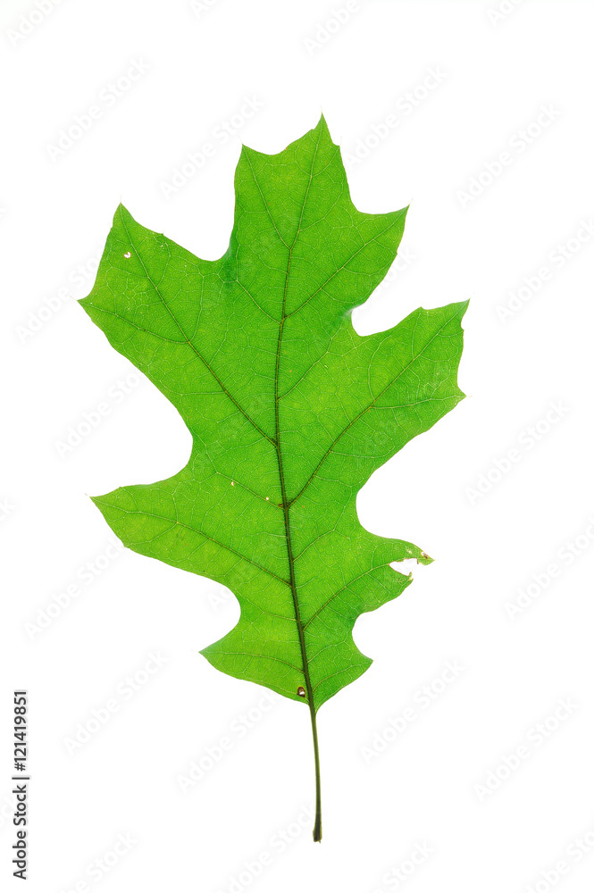 green oak leaf isolated on white background green oak leaf isolated on white background
