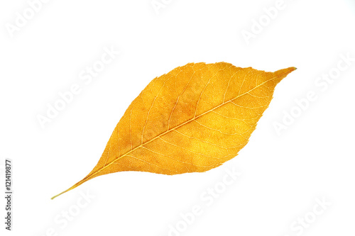 single autumn yellow leaf isolated on white background