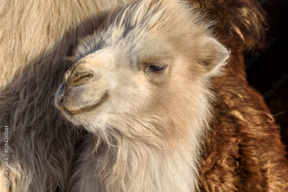 camel portrait winter farm