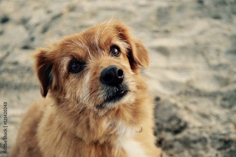 Obraz premium Dog on the beach, Norway